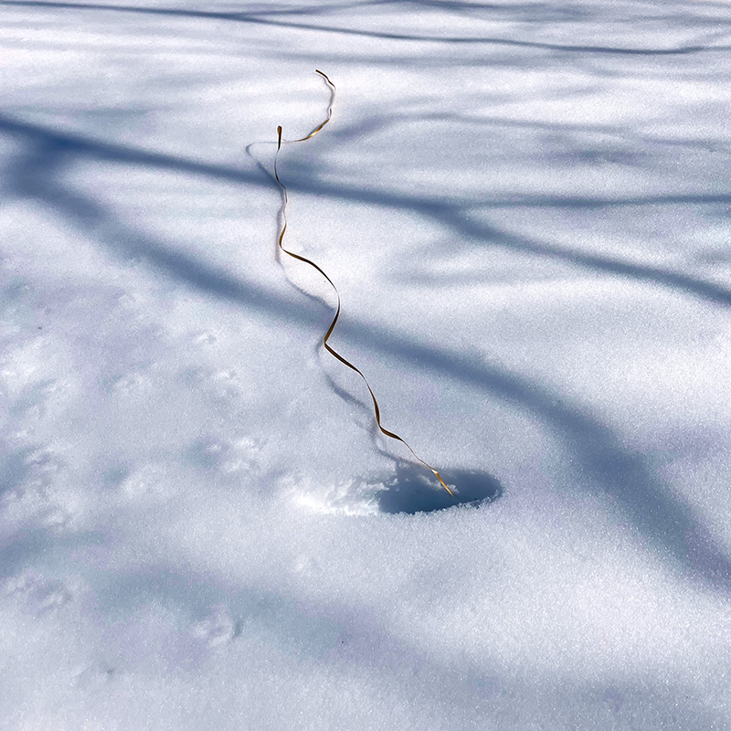 Ribbons on disc golf discs help you locate the disc in the snow
