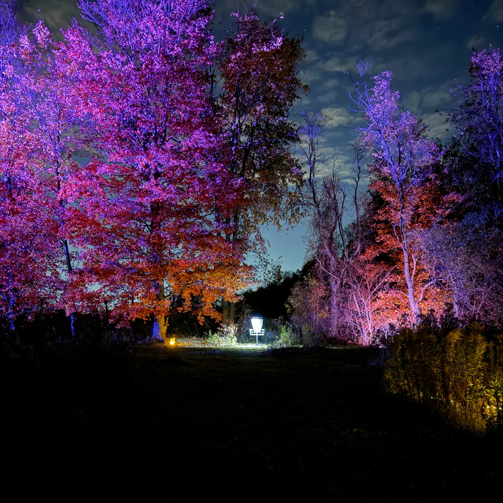 Trees lit in deep purple and orange with the moon overhead and a disc golf basket tucked beneath them